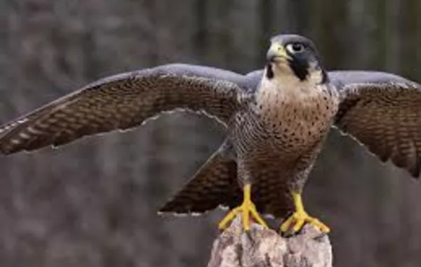 Kazakhstan Releases Over 80 Endangered Falcons Back Into Wild