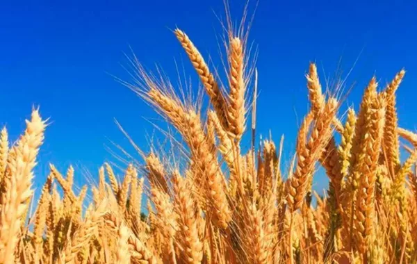 Kazakhstan’s Grain Harvest to Fully Meet Domestic Demand in 2025