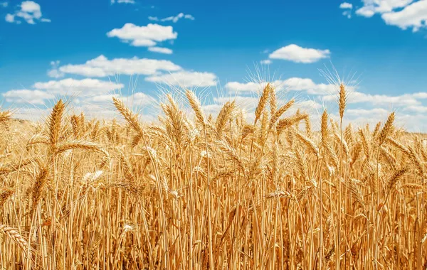 Kazakhstan Starts Grain Shipments to Armenia via Azerbaijan