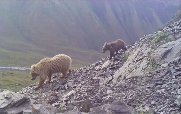 Endangered Brown Bear Population Grows in Kyrgyzstan