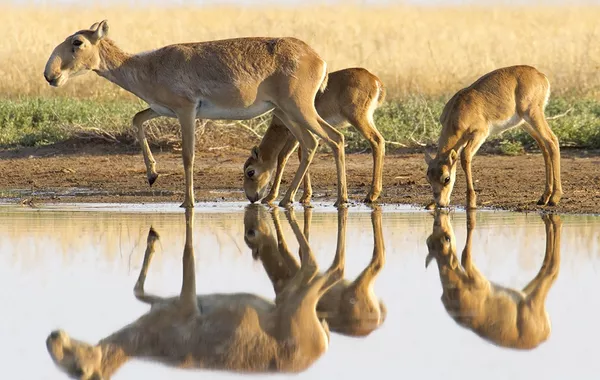 Kazakhstan Donates 1,500 Saiga Antelopes to China