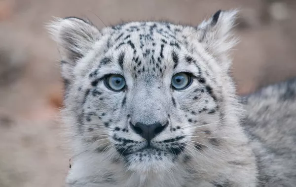 Kyrgyzstan Sends Snow Leopards to Russia to Boost Green Ties