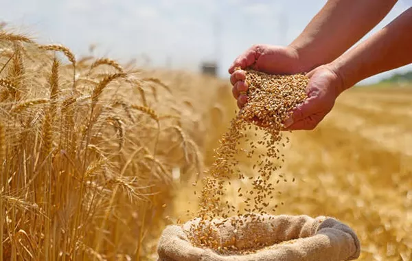 Wheat Prices Record Biggest Monthly Decline Since June 2024