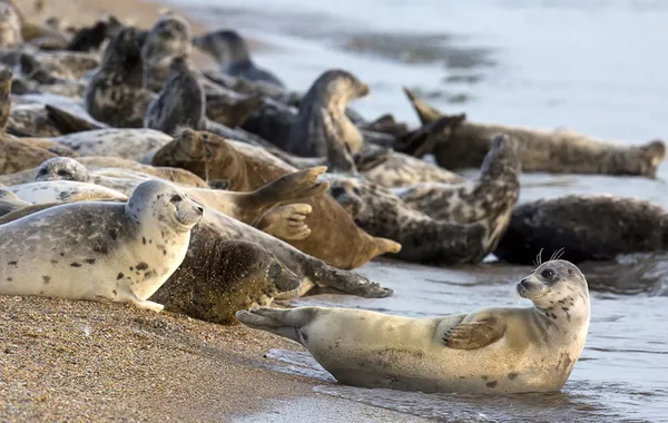 COP 7 in Tehran to Prioritize Caspian Seal Conservation
