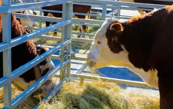 Kazakhstan Boosts Cattle Breeding to Strengthen Food Security and Exports