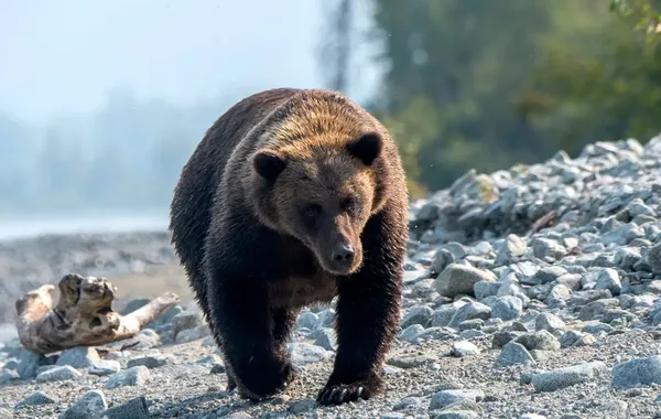 Two Men Killed in Bear Attack in Russia's Tomsk