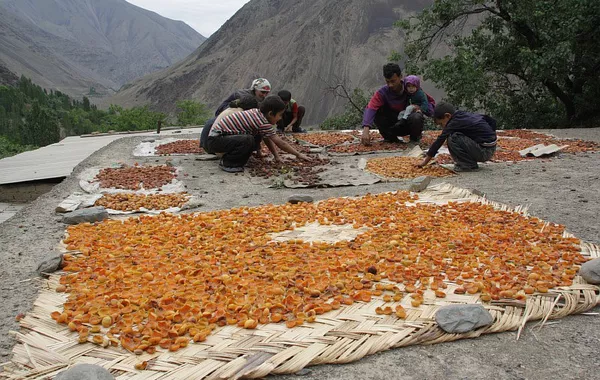 Record Fruit Harvest in Tajikistan Surpasses Projections