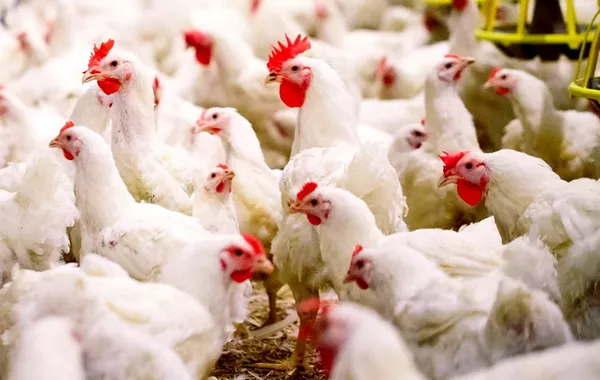 Uzbekistan’s Agricultural Sector Delivers Robust Poultry Meat Output