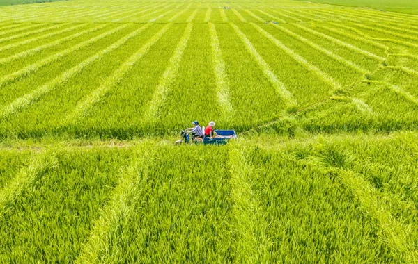 Kazakhstan, China Launch Digital Platform for Grain Trade