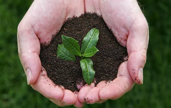 Azerbaijan Cuts Tea Imports While Increasing Exports