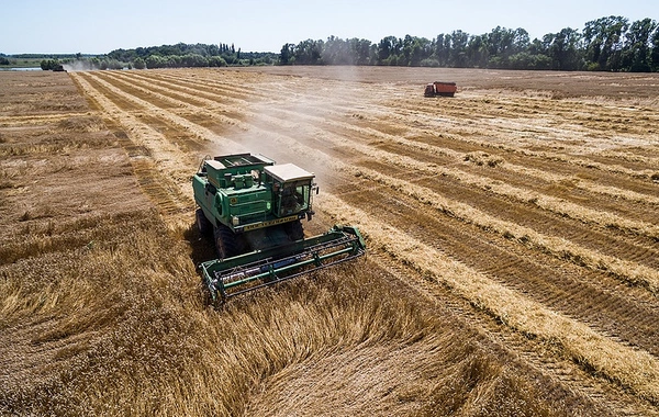 Russia to Lower Export Duty on Wheat to $41.5 per Metric Ton