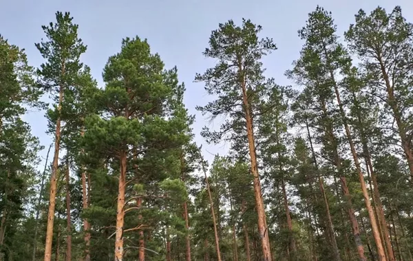 Kazakhstan Proposes Regional Training Center for Central Asian Forestry Experts