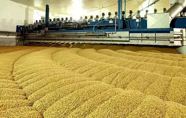 Uzbekistan to Boost Seed Production with $200 Million Investment