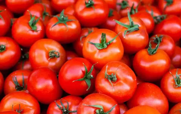 Chinese Company to Launch Tomato Processing Production in Uzbekistan