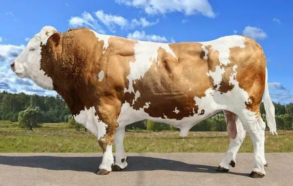 Kyrgyz Government Invests Funds to Boost Cattle Quality