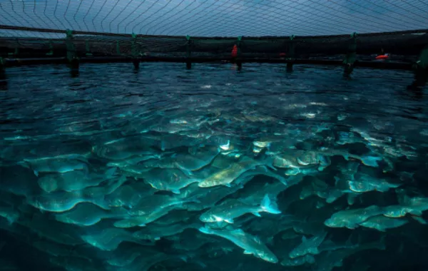 Turkmenistan’s Aquaculture Sector Gains Momentum Thanks to FAO