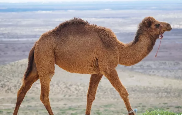 Rescuers Save Baby Camel from Canal in Kazakhstan's Village - VIDEO