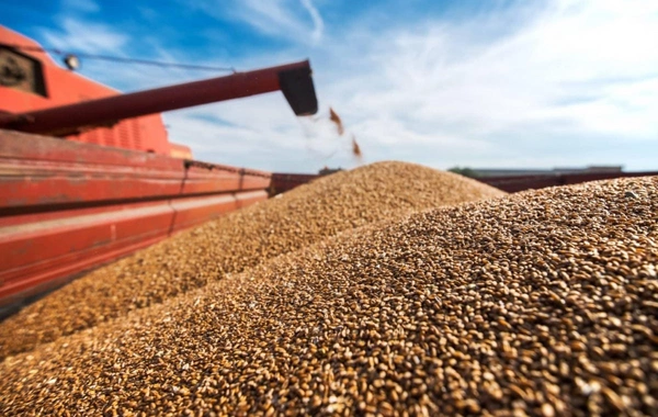 Uzbekistan Boosts Wheat Imports from Kazakhstan