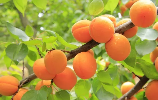 Apricot Crop Ripens in Kyrgyzstan