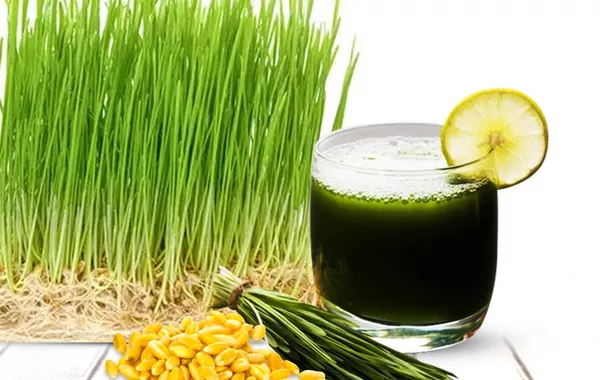 Kazakhstan’s Wheatgrass Juice Maker Expands Exports to UAE, Russia