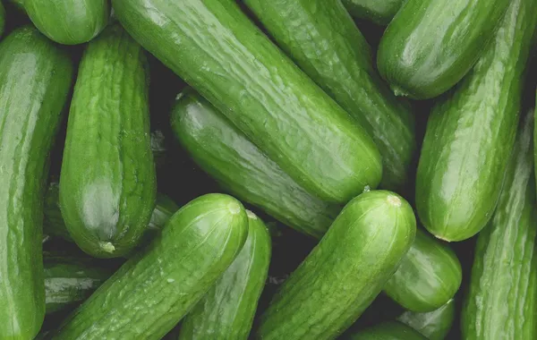 Uzbekistan Harvests Export Gains as Cucumber Demand Climbs