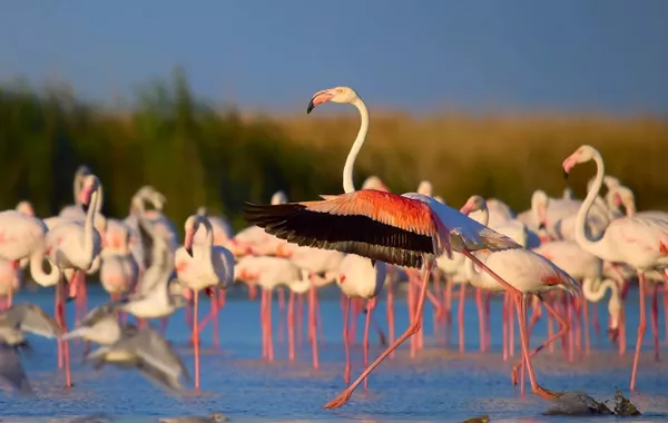 Caspian Littoral Countries Unite in Ashgabat to Protect Marine Ecosystems