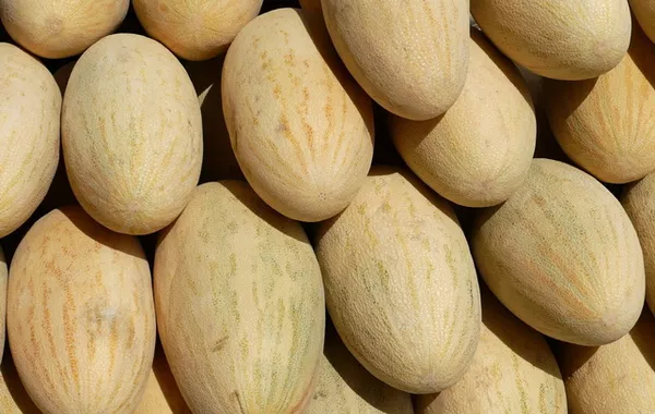 Uzbek Torpedo Melons Sweeten Singapore’s Market in Export Milestone