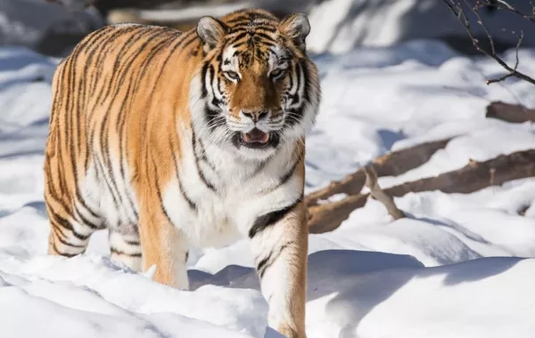 Siberian Tiger Kills Hunter in Russia’s Far East