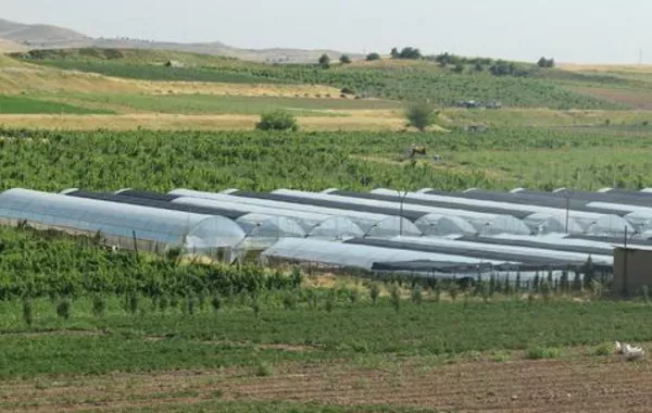 Uzbekistan Sets Up Office to Boost Greenhouse Exports