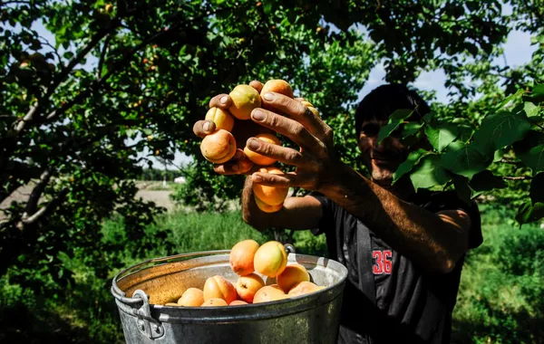 Tajikistan Launches Ambitious Seminar to Transform Apricot Industry