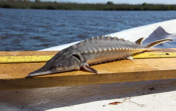 Caspian States Extend Sturgeon Fishing Ban Through 2026