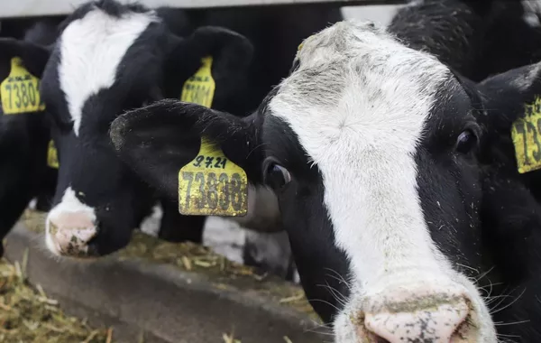 Anthrax Outbreaks in Tajikistan, Kazakhstan Raise Alarms Across Borders