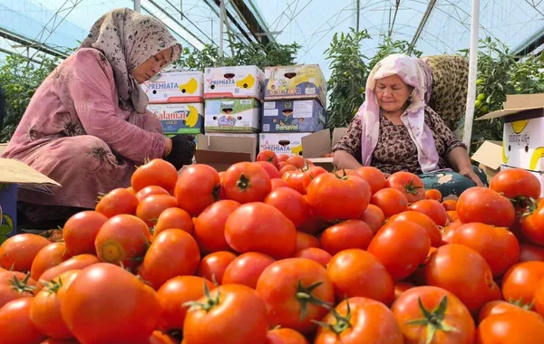 Tajik Farmers Boost Harvests Despite Smaller Fields