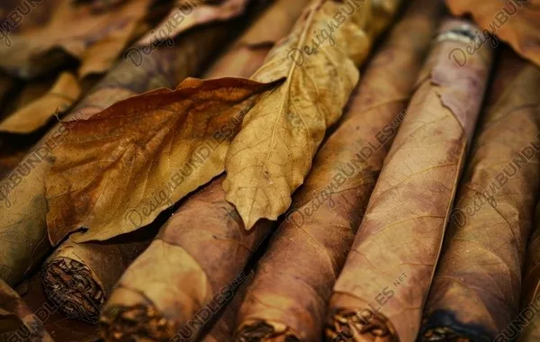 Kyrgyzstan Boosts Tobacco Exports, Expanding Reach Across Asia and Europe