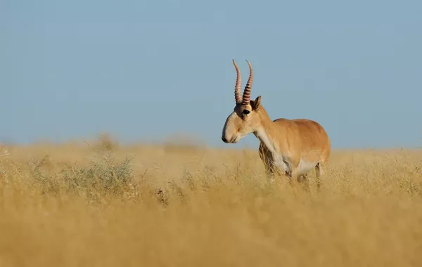 Kazakhstan Reports Record Saiga Numbers, Advances Management Measures