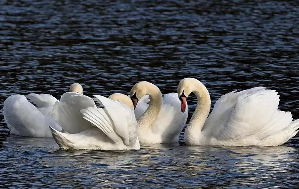 Kazakhstan's Aktau Becomes Swan Paradise on Caspian Coast