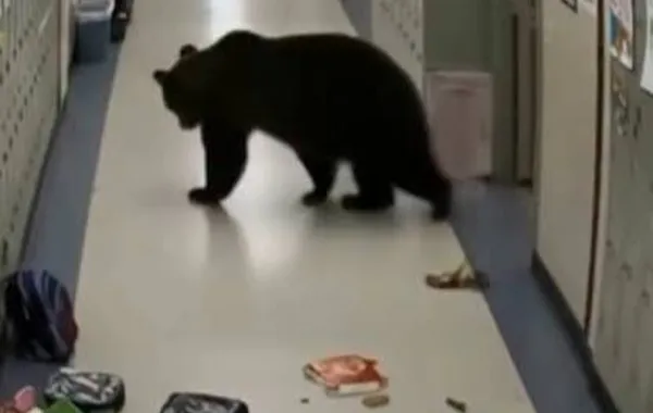 Bear Tries to Climb Into Russian School Through Drainpipe