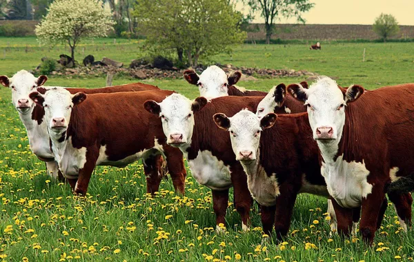 Uzbekistan, China Deepen Cooperation in Livestock Industry