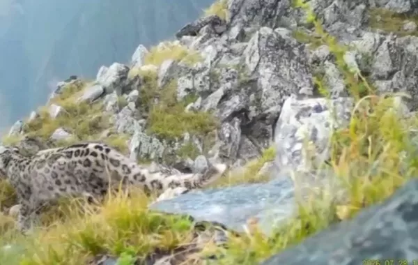 Rare Snow Leopard Family Captured on Camera in Kazakhstan - VIDEO
