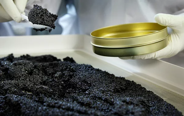 Türkiye Studies Azerbaijan’s Experience in Sturgeon Farming and Caviar Production
