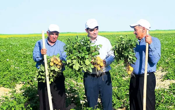 Record Spring Potato Harvest Boosts Turkmenistan’s Balkan Region