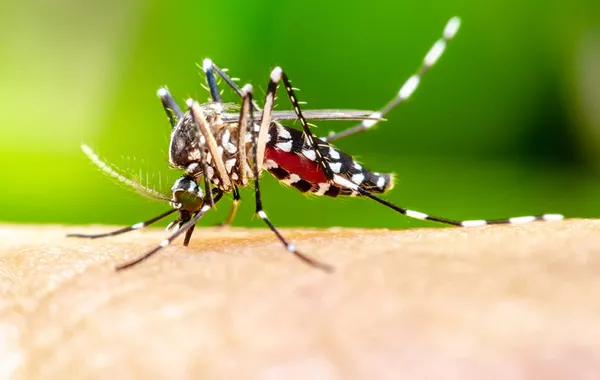 Russia Confirms Second Imported Case of Chikungunya Fever