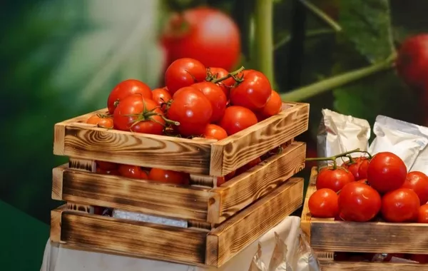 Kazakhstan Begins Greenhouse Project in Karatau