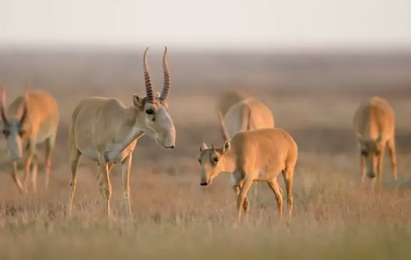 Uzbekistan, Kazakhstan Join Forces to Save Endangered Saiga Antelope