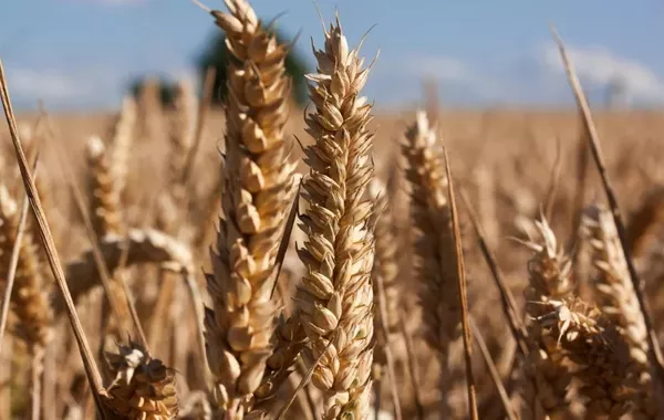 Kazakhstan Rides Grain Wave with Record Barley Exports
