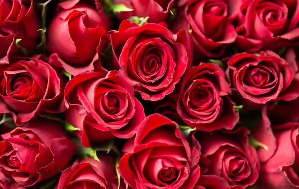 Russia Blocks Armenian Roses Hidden Behind Fake Cargo Papers