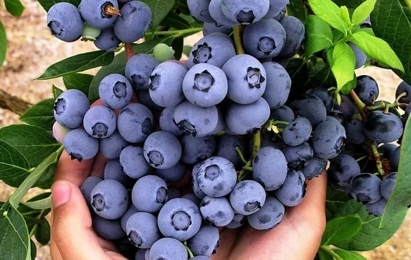 Georgia's Blueberry Exports Surge as Russia Remains Top Buyer