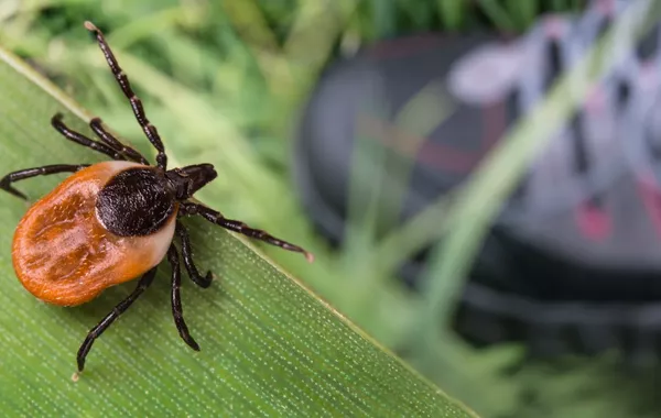 Tick Surge in Kyrgyzstan Leaves Dozens Injured