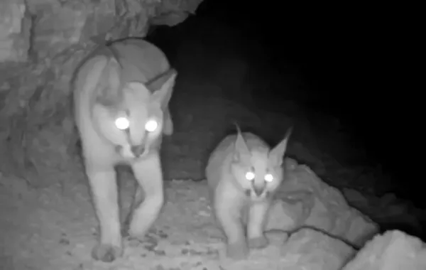 Turkmenistan's Camera Trap Reveals Rare Caracal Kitten Sighting