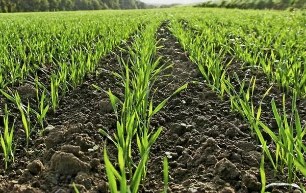 Kyrgyz Ministry Urges Farmers to Boost Yields with Winter Wheat Planting